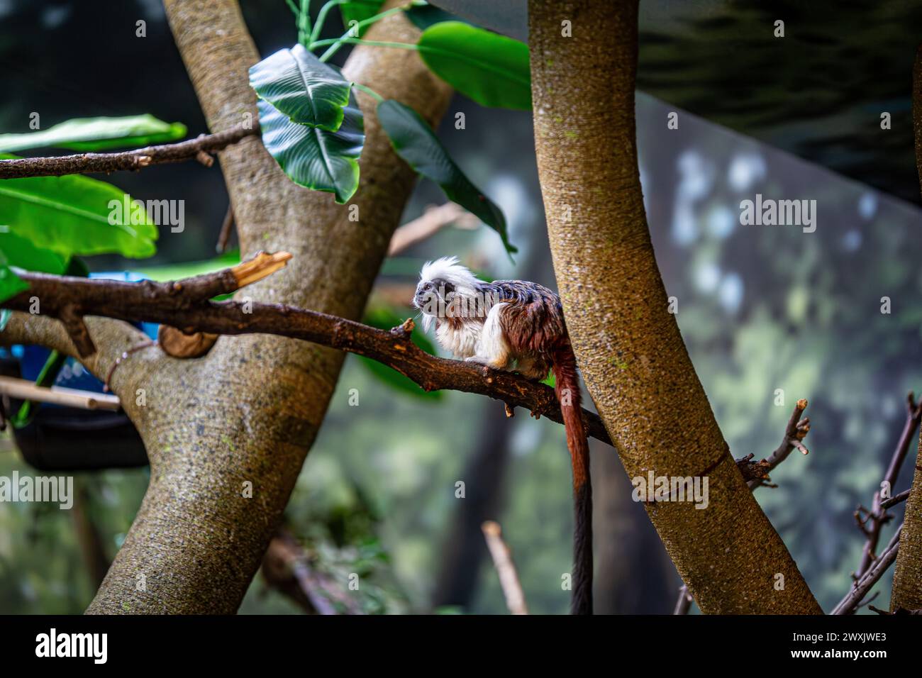 Una scimmia arroccata su un albero, che gode dei frutti dai rami Foto Stock