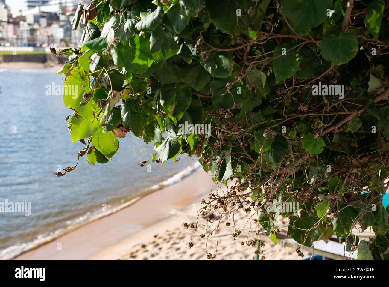 Foglie verdi di una pianta vicino al mare. Natura selvaggia e preservata. Foto Stock