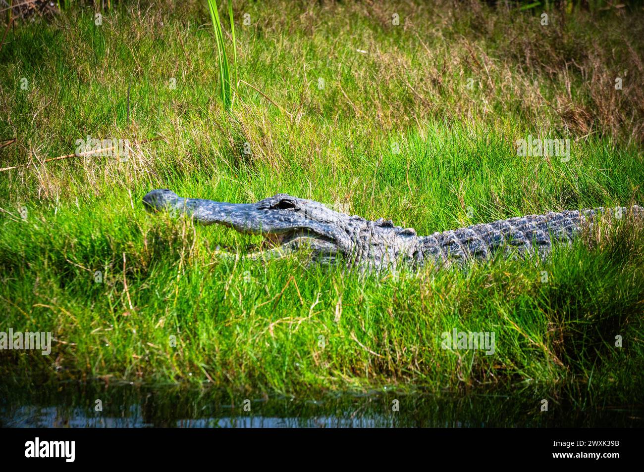 Alligatore delle Everglades Foto Stock