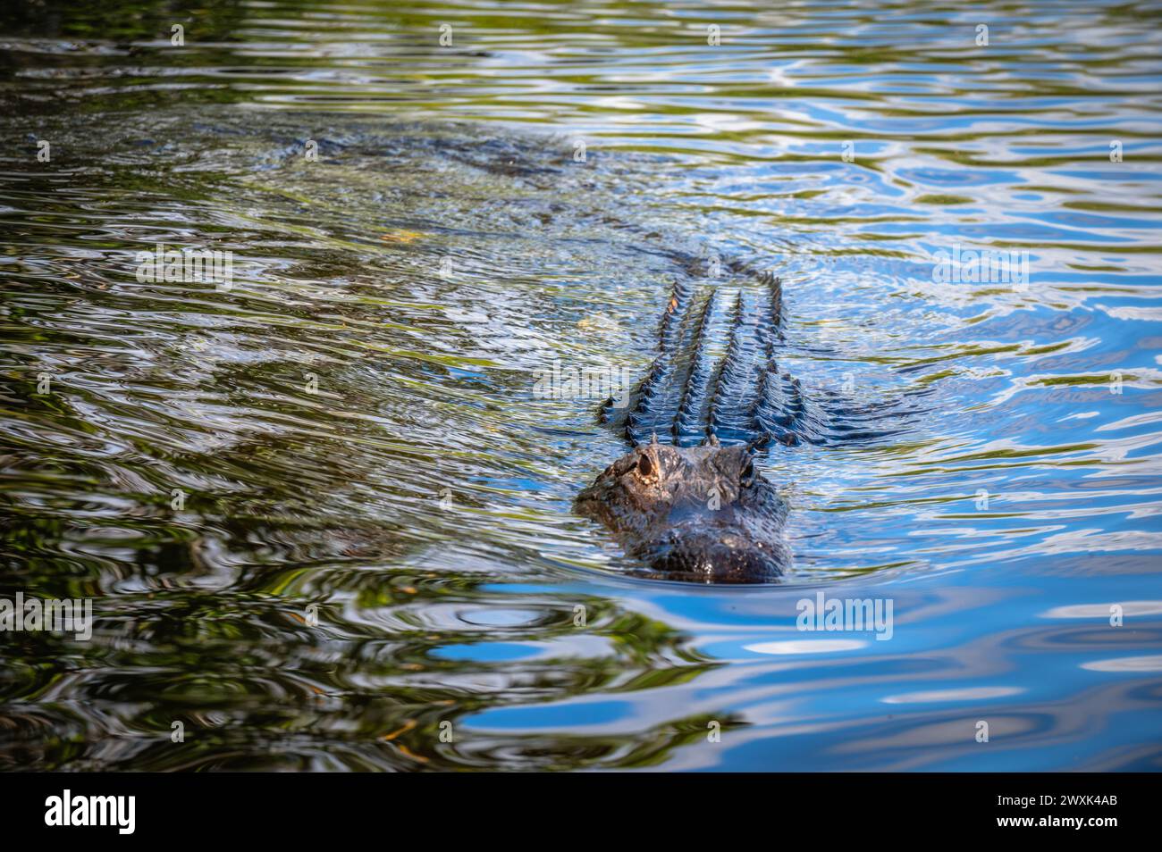 Alligatore delle Everglades Foto Stock