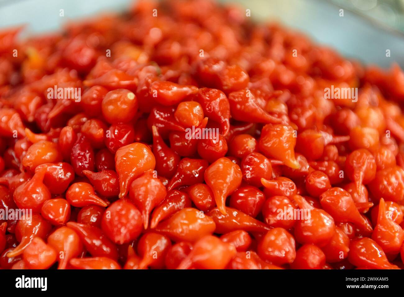 Peperoni rossi dolci, BRS Moema, Capsicum chinense o pimenta biquinho Foto Stock