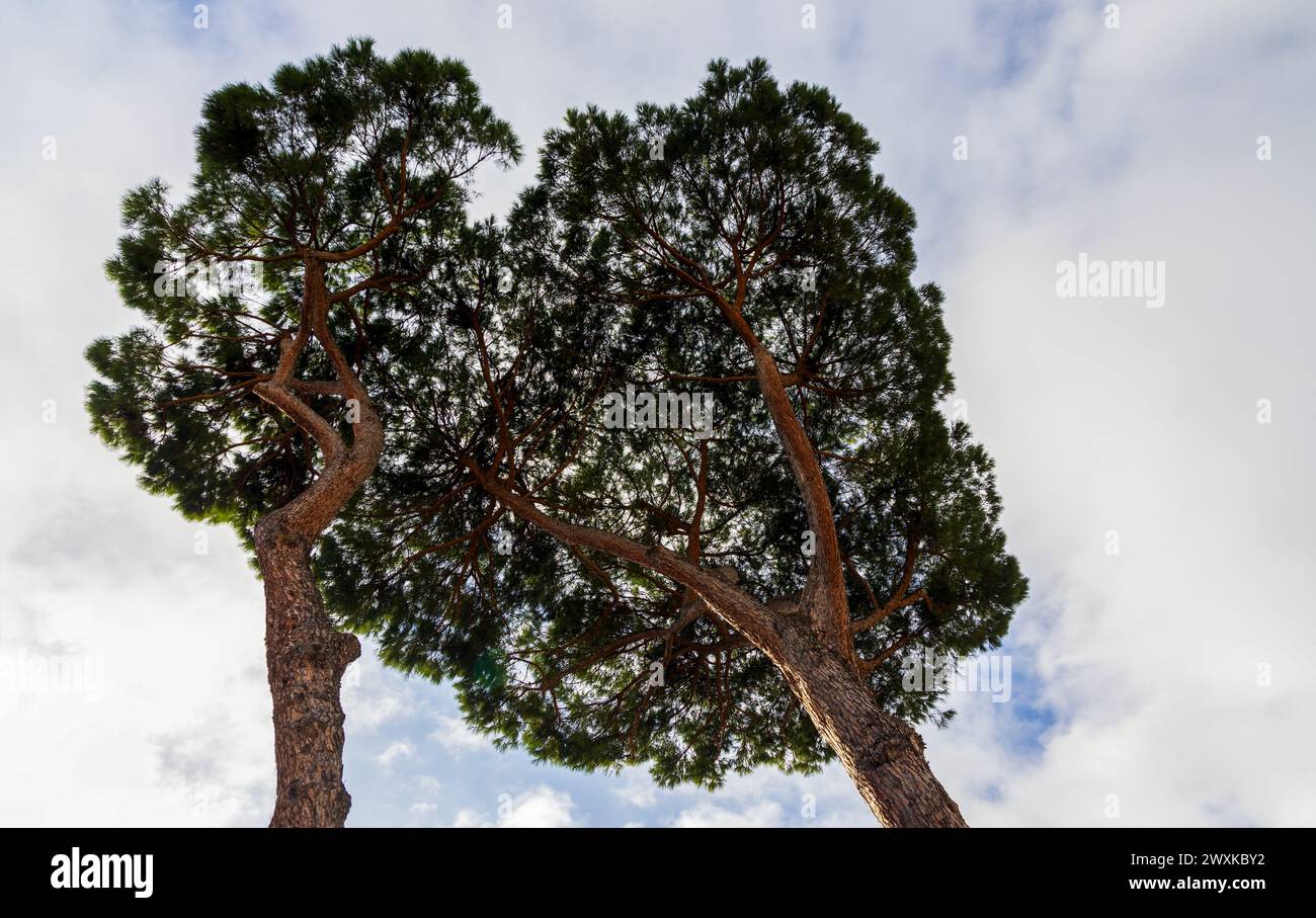 Due alberi di pini ombrelloni a Roma, Italia Foto Stock