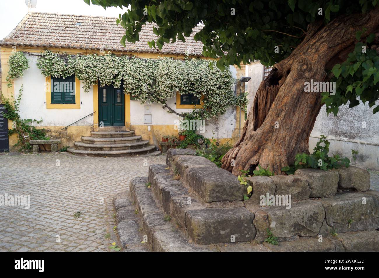 Vecchio tiglio stordito nella piazza del villaggio, Idanha-a-Velha, Portogallo Foto Stock
