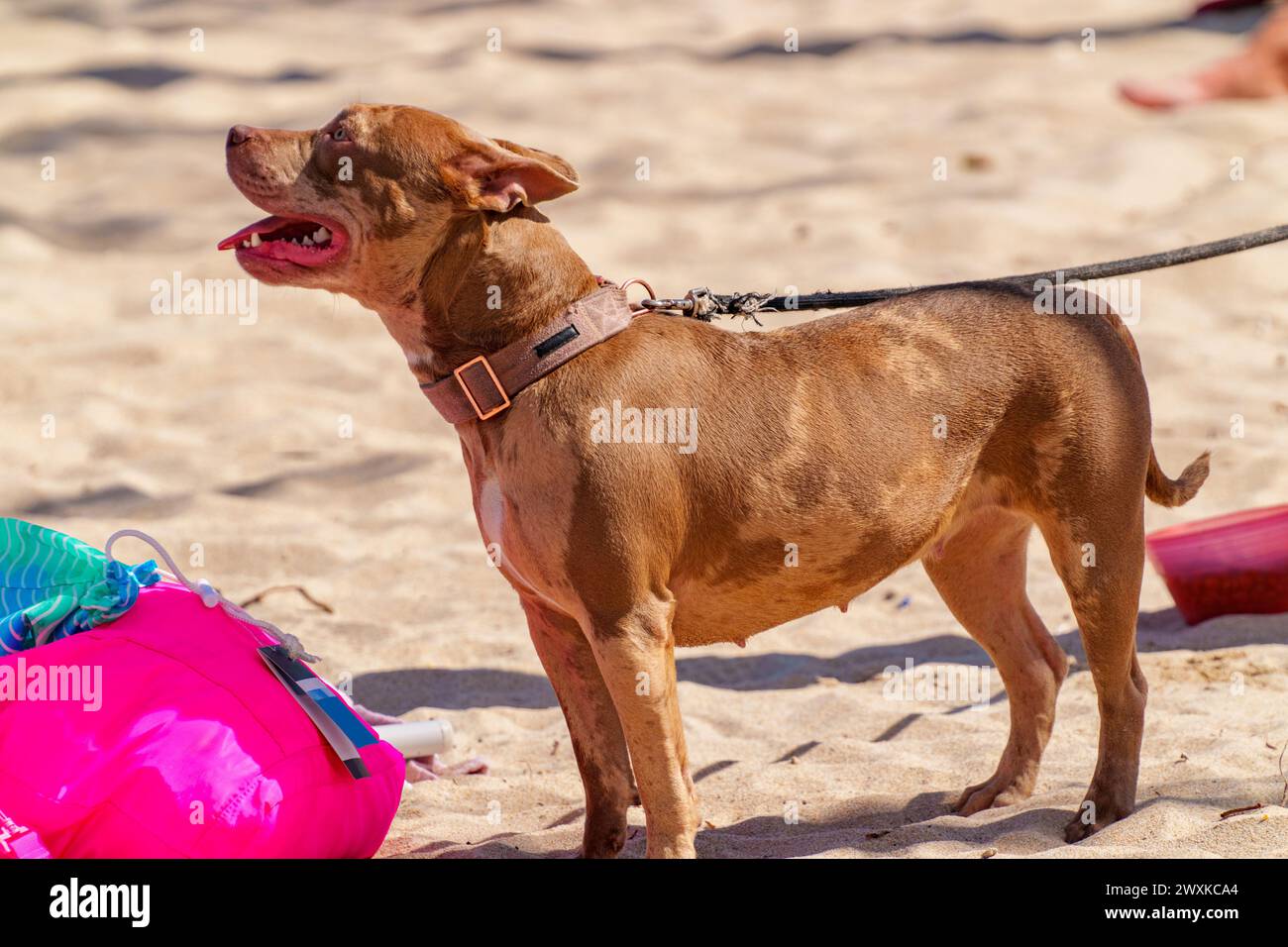 Foto di un cane marrone sulla spiaggia Foto Stock