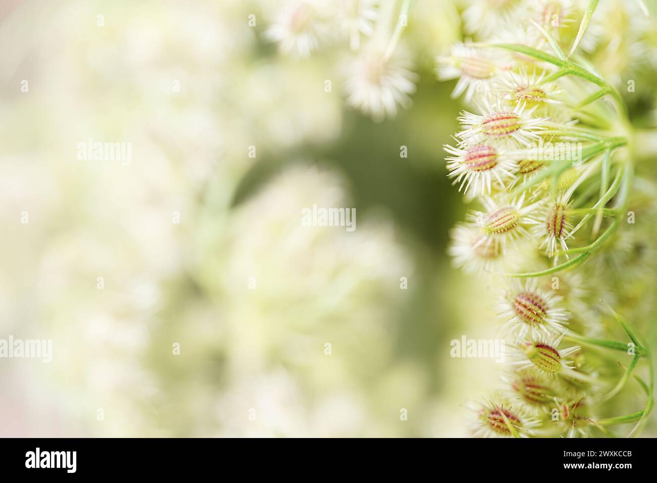 Carota selvatica Umbel Abstract Foto Stock