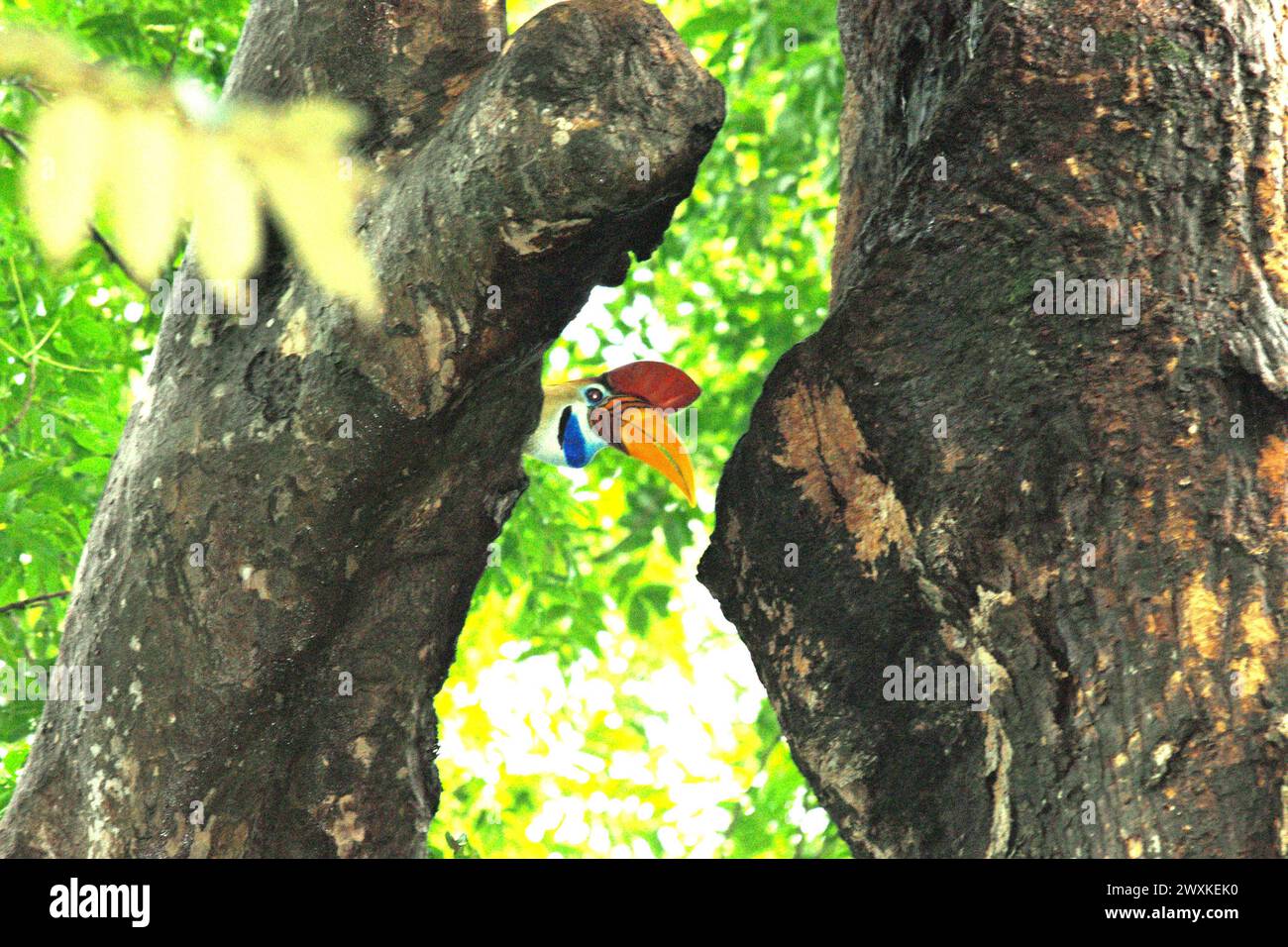 Un uomo di carpino bussato (Rhyticeros cassidix) guarda in basso, fissando mentre viene fotografato, mentre si trova appollaiato su un ramo di albero nella riserva naturale di Tangkoko, Sulawesi settentrionale, Indonesia. Il cambiamento climatico sta alterando le nicchie ambientali, facendo sì che le specie cambino la loro gamma di habitat mentre tracciano la loro nicchia ecologica, il che potrebbe essere uno svantaggio in termini di gestione efficace della biodiversità, secondo Nature Climate Change. Un rapporto di un team di scienziati guidati da Marine Joly, basato su ricerche condotte dal 2012 al 2020, ha rivelato che la temperatura sta aumentando... Foto Stock