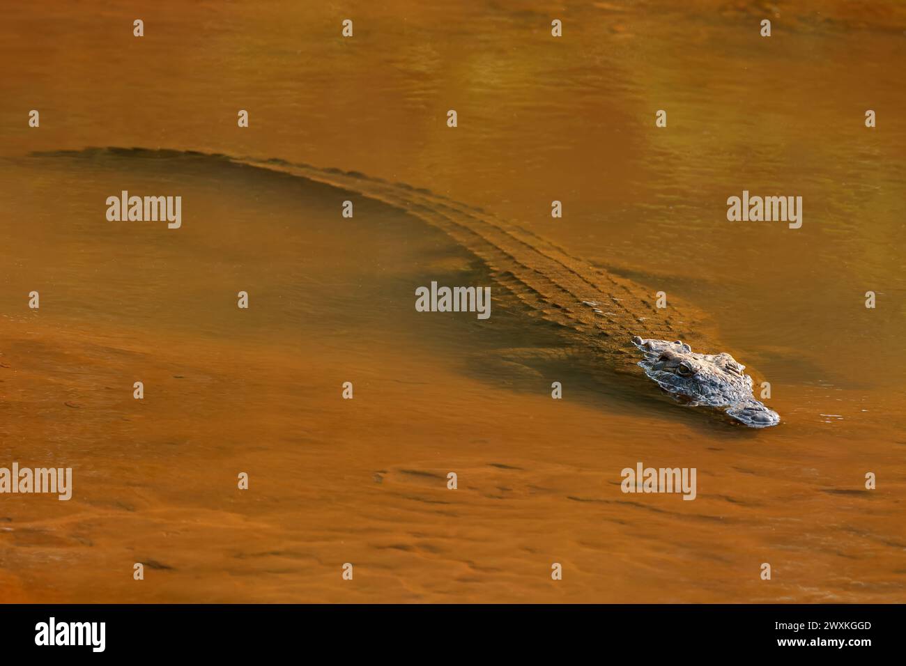 Un grande coccodrillo del Nilo (Crocodylus niloticus) in acque poco profonde, il Parco Nazionale di Kruger, Sudafrica Foto Stock