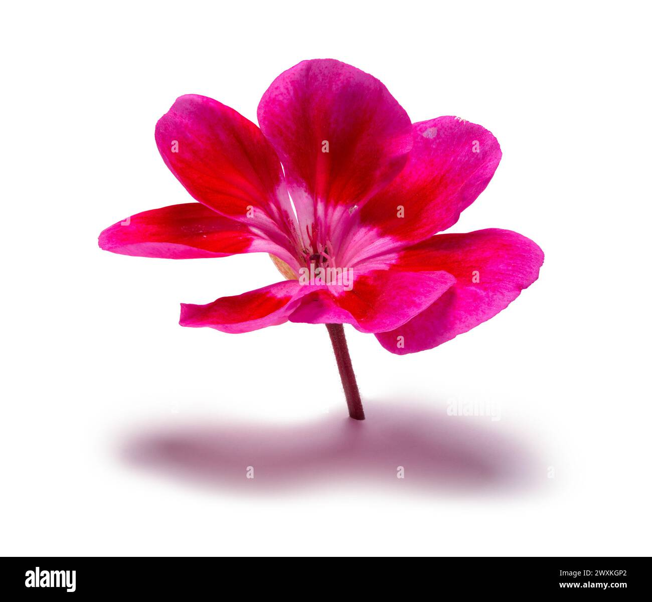 Vista laterale fiore rosa ritaglio su bianco. Foto Stock
