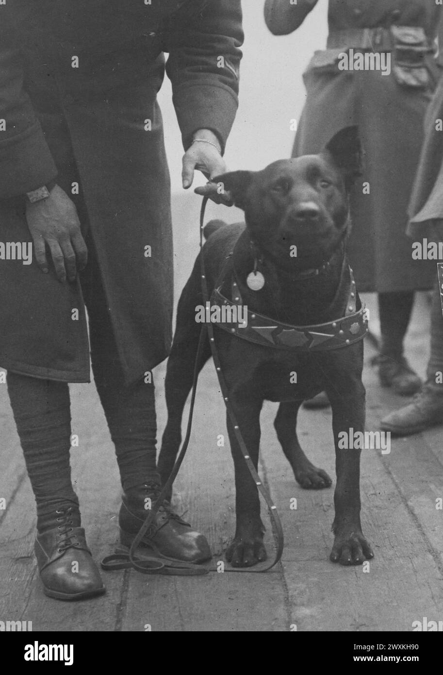 Un Dispatch Dog tedesco. Mentre attaccava la linea Hindenburg sul fronte britannico il 27th Div catturò questo cane tedesco. Divenne uno degli animali domestici dei soldati ed è conosciuto come "Hans Hindenburg" CA. 1919 Foto Stock