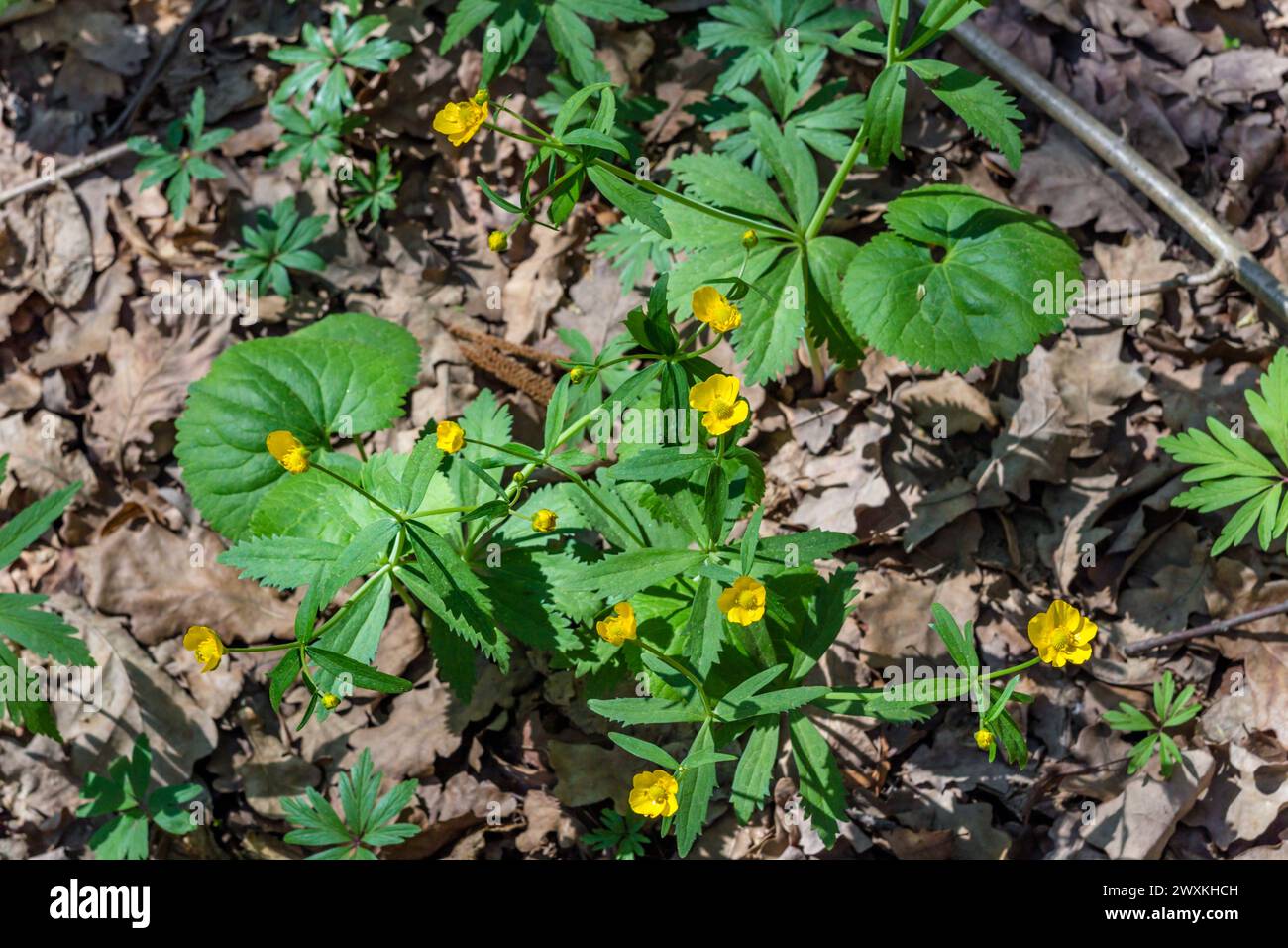 Piantare la buttercup kashubiana (Ranunculus cassubicus) in aprile in primavera Foto Stock