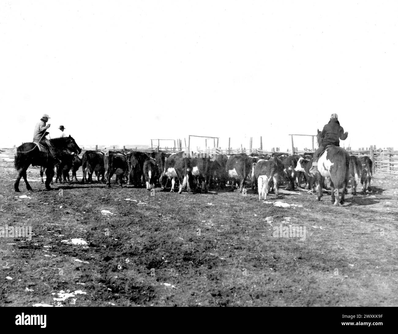 Uomini che allevano bestiame in un ranch del Wyoming CA. 1938-1947 Foto Stock