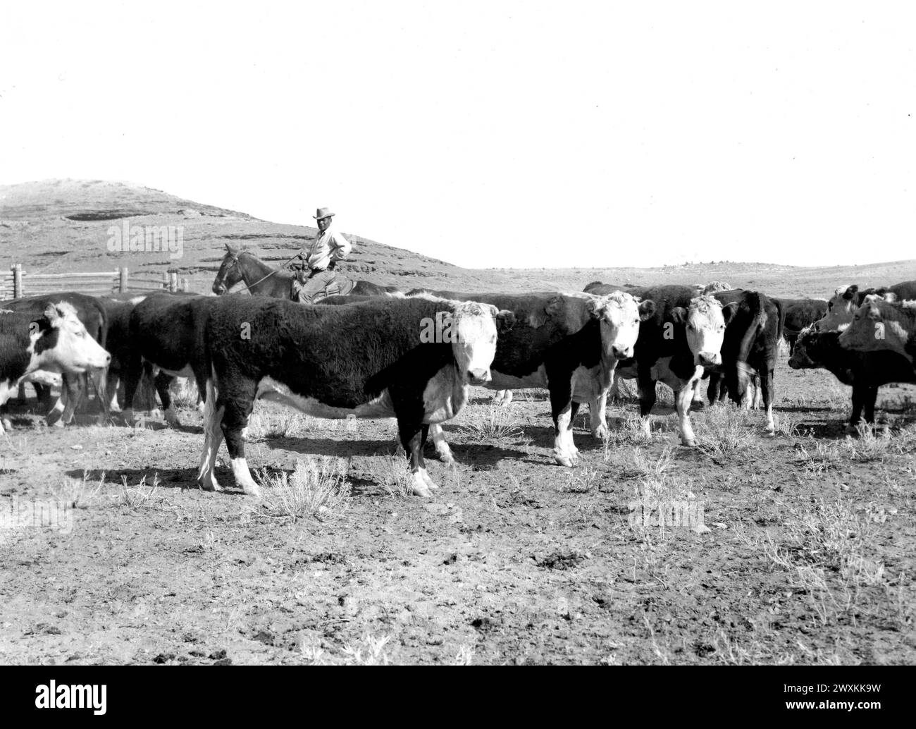 Cowboy a cavallo in un pascolo con bestiame hereford in un ranch nel Wyoming, California. 1930 o 1940 Foto Stock