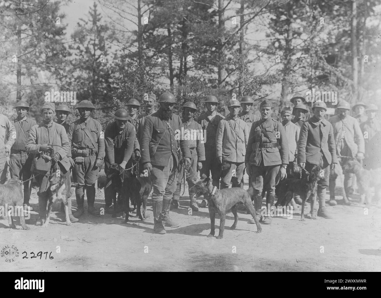 Foto di un gruppo di messaggi che trasportano cani che lavorano con la 77a Divisione presso il quartier generale della Brigata vicino a Blanzy Francia CA. 1918 Foto Stock