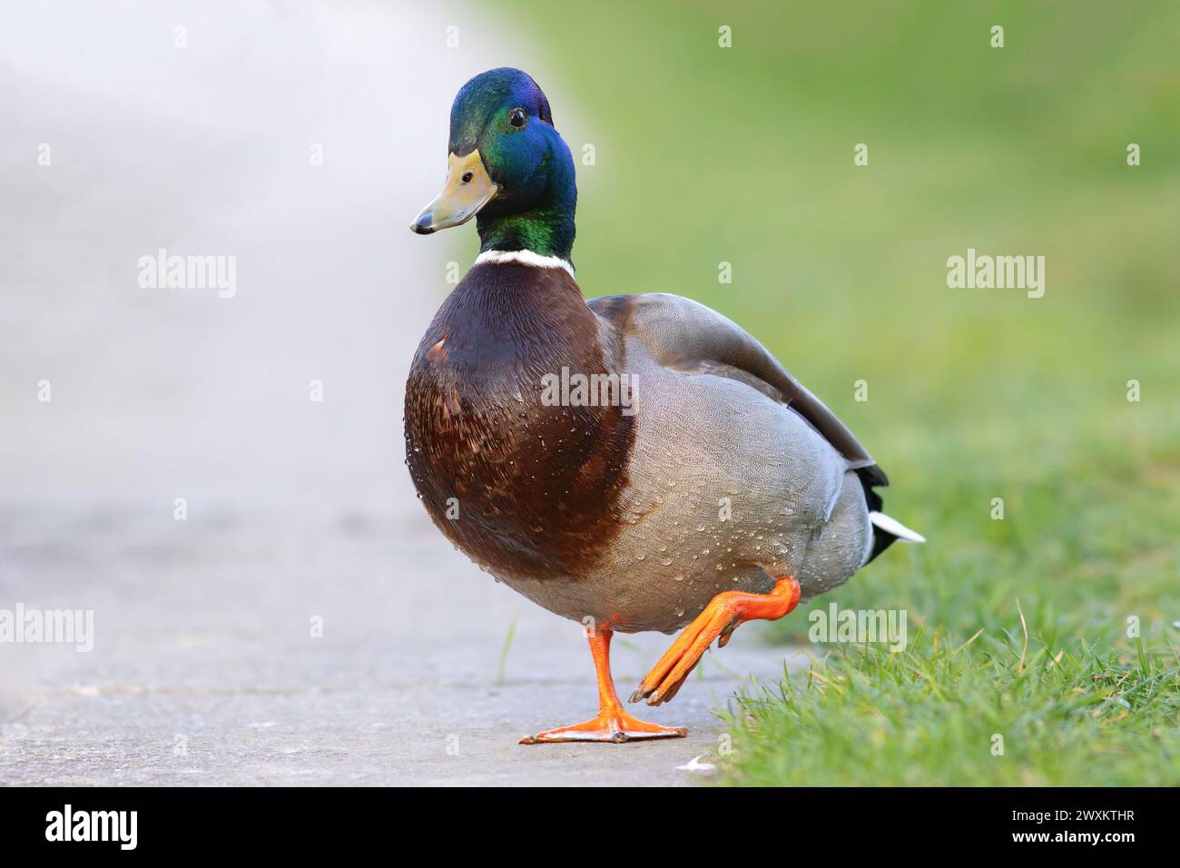 primo piano di un simpatico divertente e colorato cameriere in un parco urbano (Anas platyrhynchos) Foto Stock