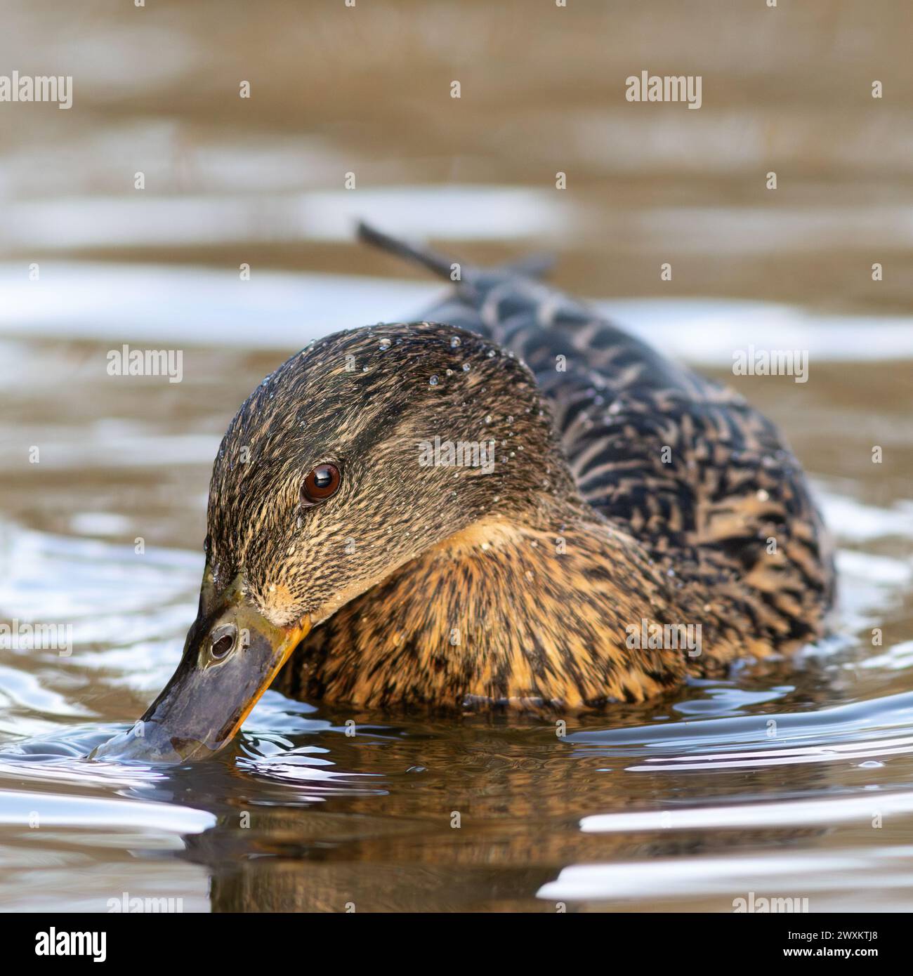 Mascella sullo stagno (Anas platyrhynchos) Foto Stock