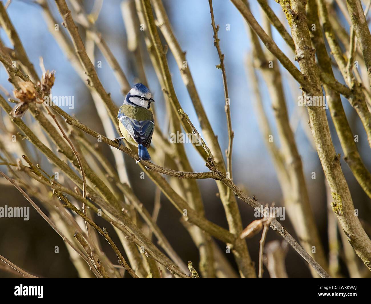 Un piccolo uccello appollaiato su un ramo di un albero Foto Stock