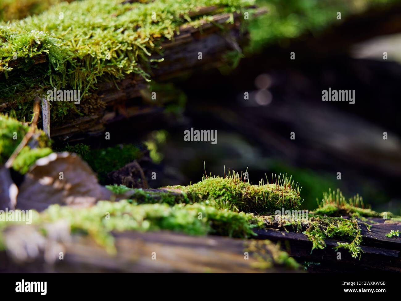 Muschio verde fresco che ricopre i tronchi in un ambiente forestale Foto Stock