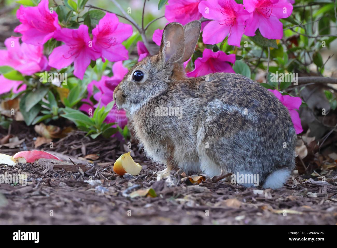 Un coniglio che mangia cibo vicino ai fiori in un campo Foto Stock