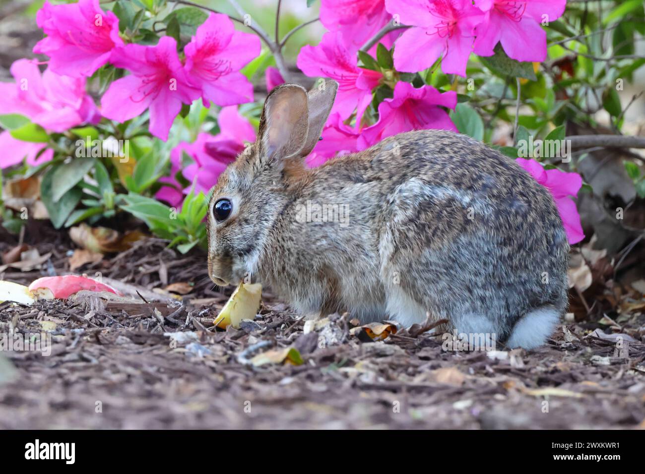 Un coniglio nella foresta che brinda su un ramoscello floreale Foto Stock