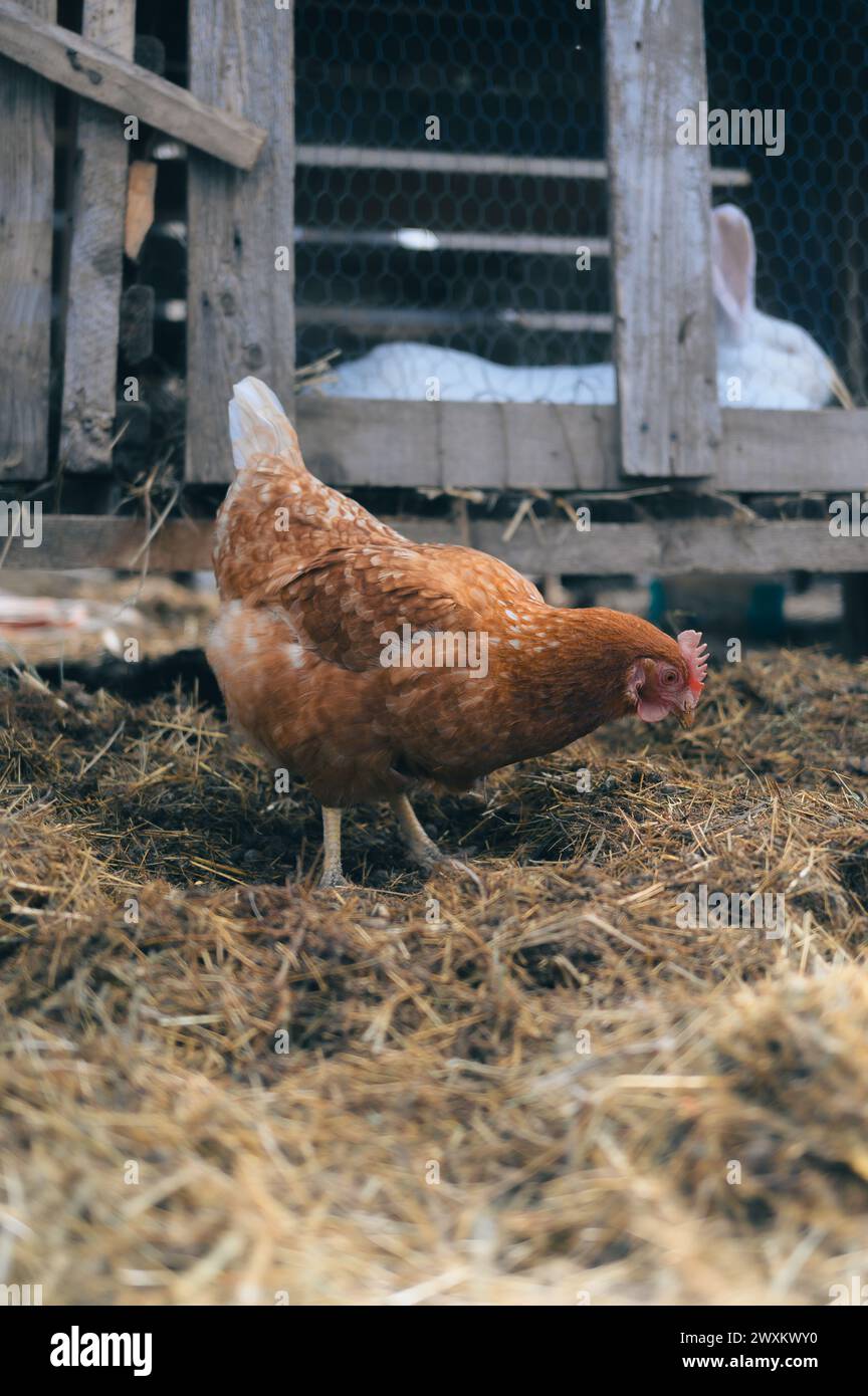 Pollo e due conigli in una casa rurale con fieno sullo sfondo Foto Stock