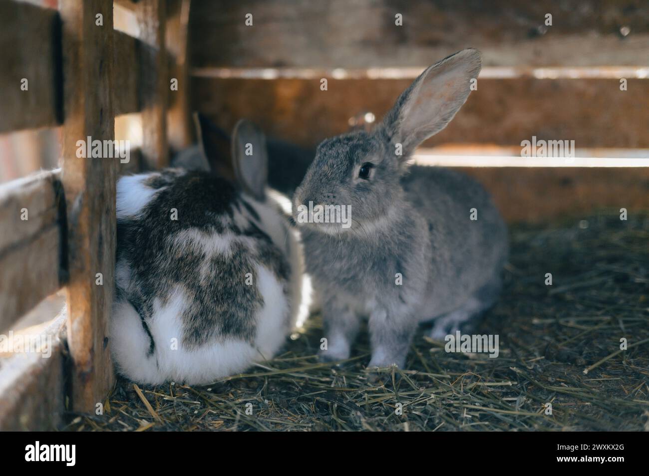 Due conigli coccolano in un'accogliente capanna su un letto di fieno Foto Stock