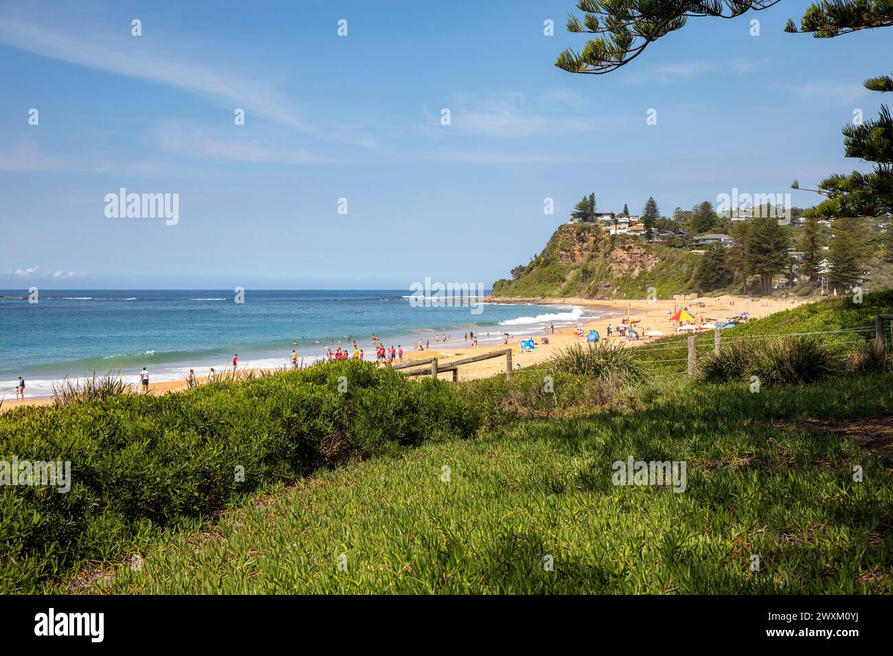 Vegetazione e crescita delle dune intorno a Newport Beach a Sydney, Australia, una delle famose spiagge settentrionali di Sydney, Australia, 2024 Foto Stock