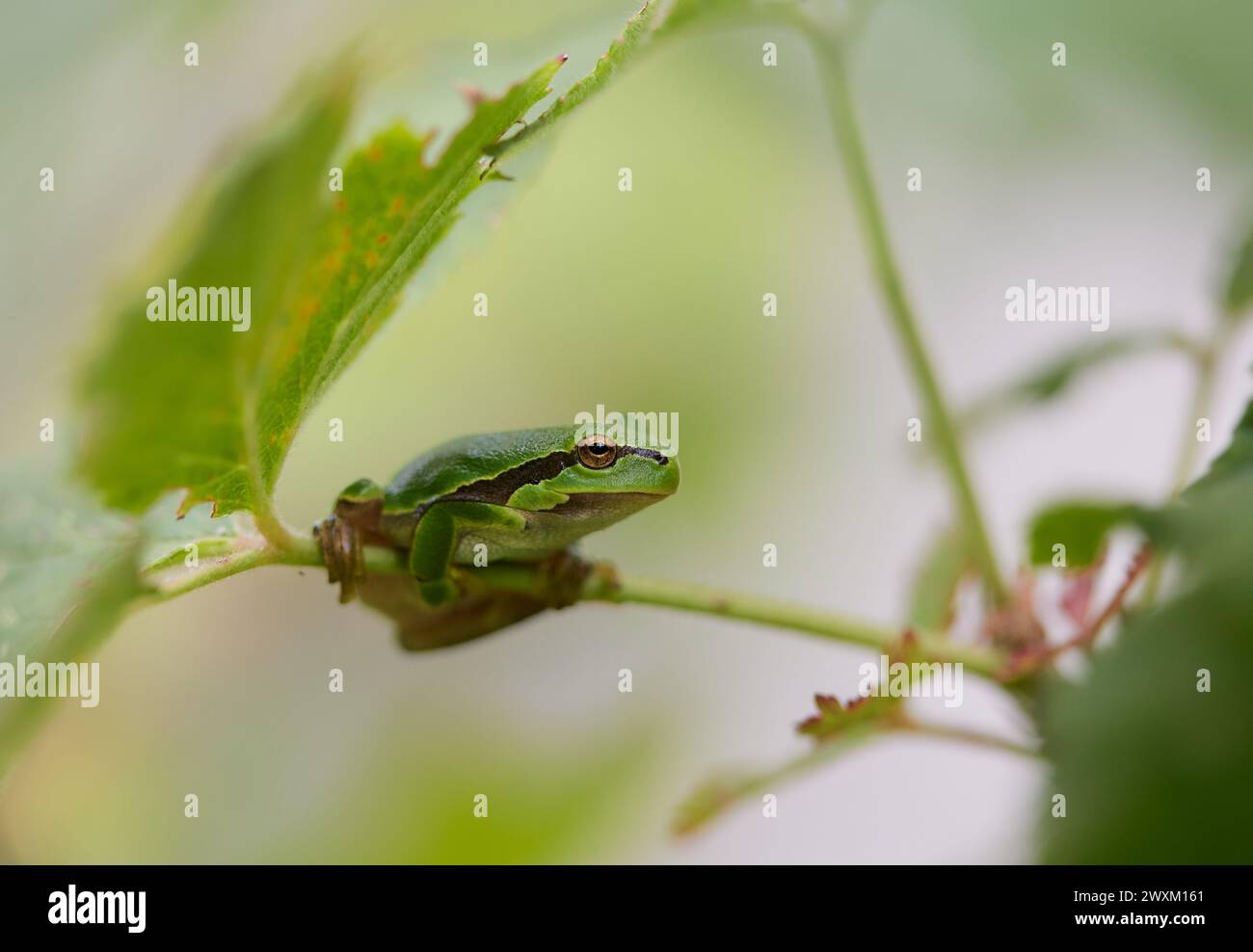 Una rana appollaiata su una foglia con uno sfondo morbido Foto Stock