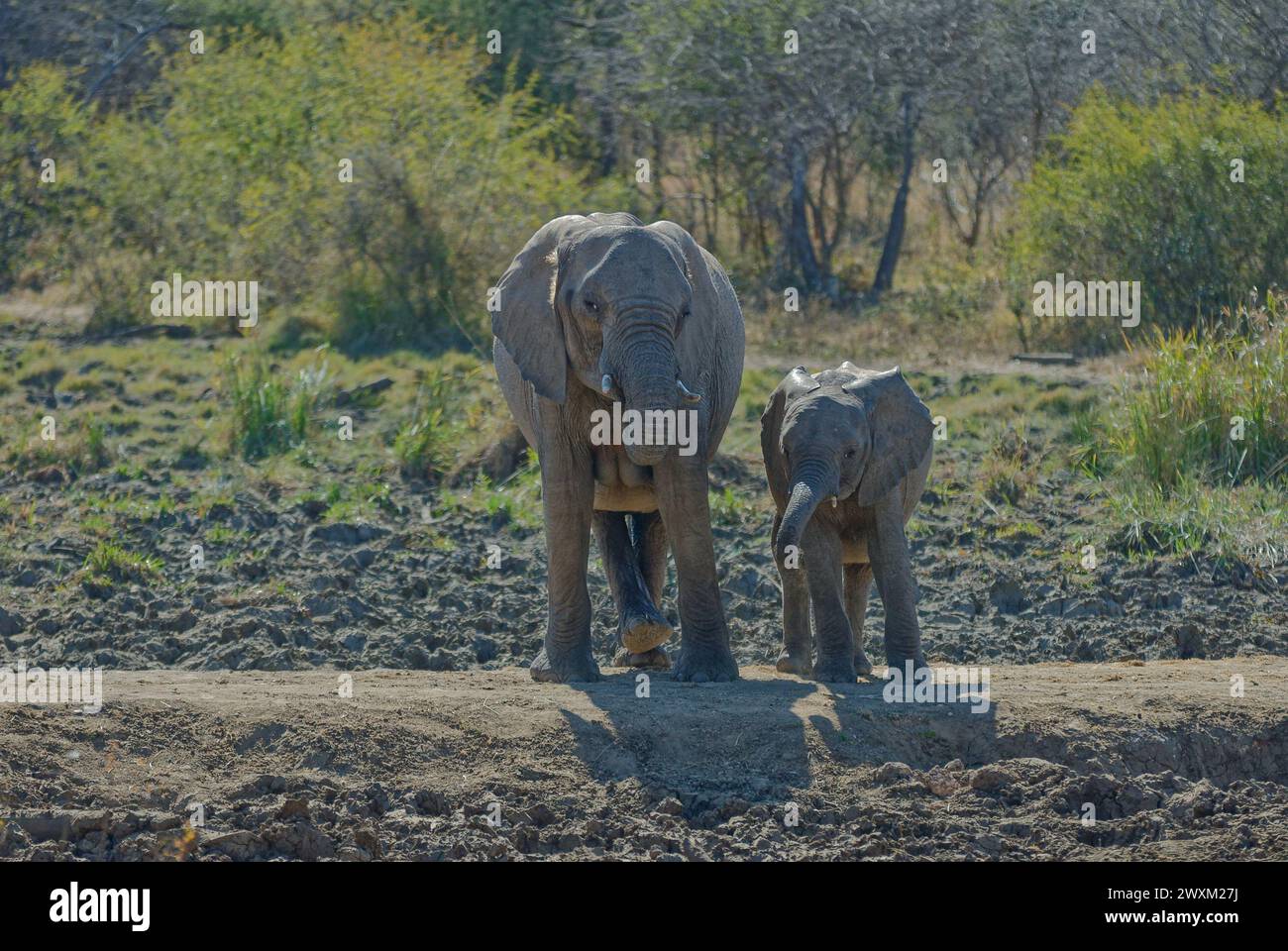 Elefanti nel Bush sudafricano - coppia familiare - elefante madre e elefante bambino in piedi fianco a fianco guardando lo spettatore. Foto Stock