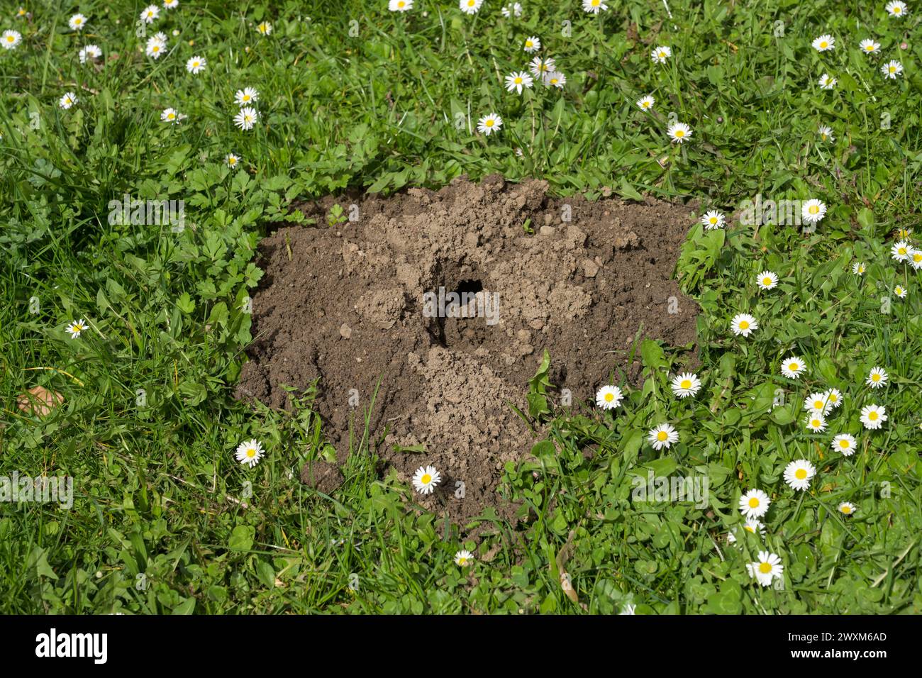 Maulwurfshaufen, Wiese, Wiesbaden, Assia, Germania Foto Stock