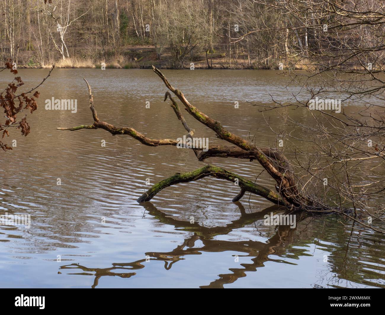 Albero di dea caduto nel lago di Buchan Country Park nel West Susse, Inghilterra. Foto Stock