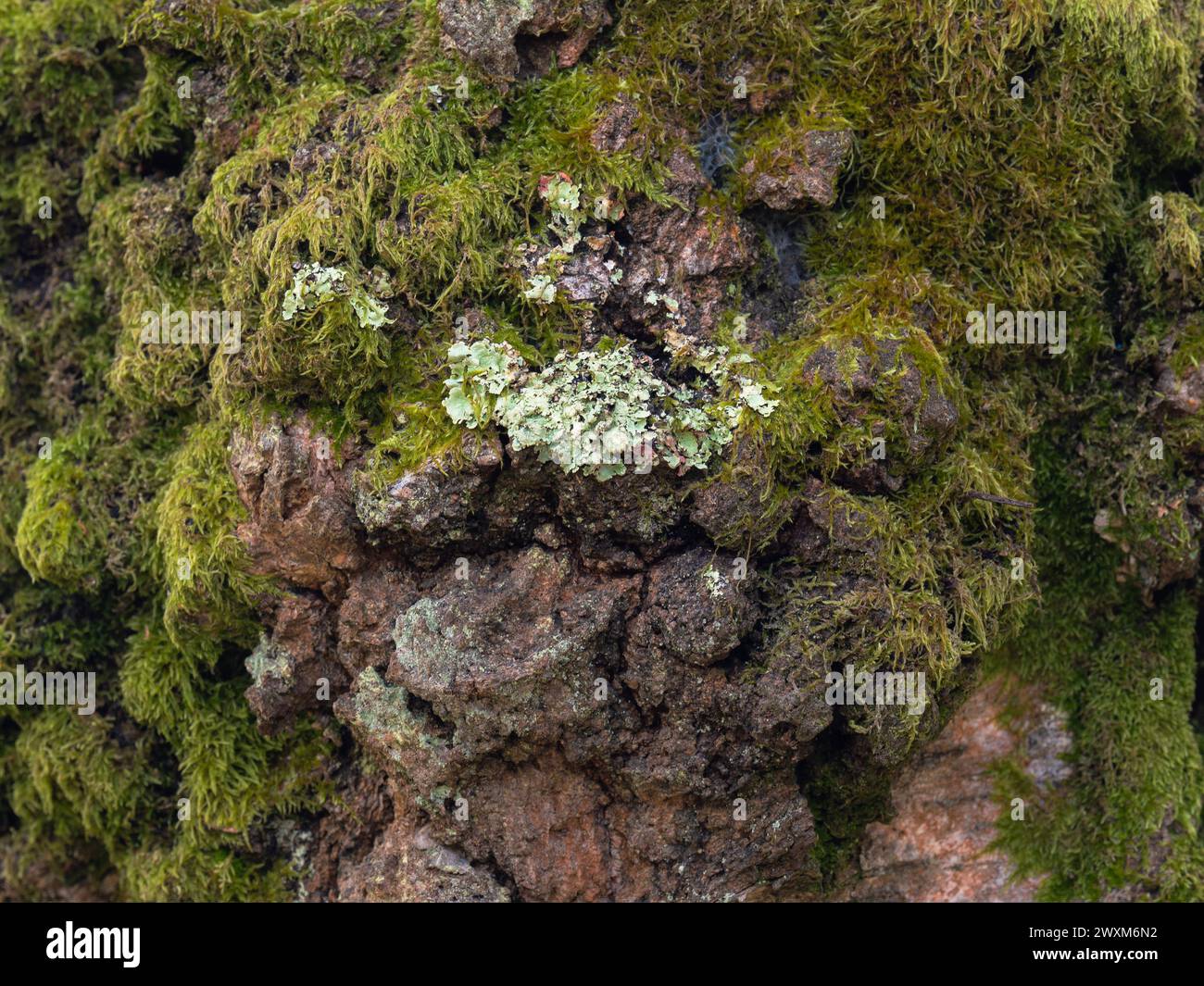 Tronco d'albero coperto di muschio e Lichen Foto Stock