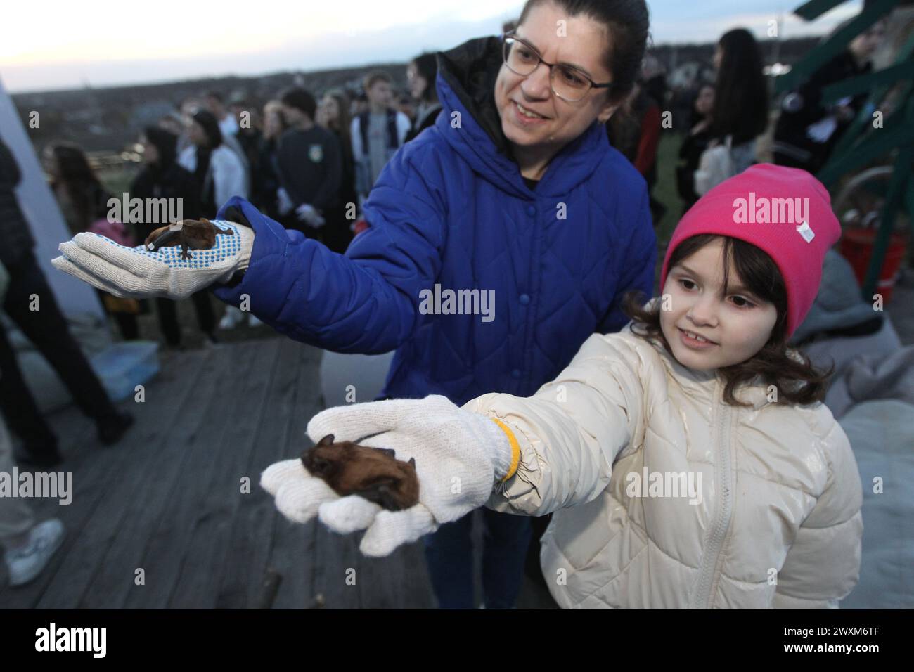REGIONE DI DNIPROPETROVSK, UCRAINA - 30 MARZO 2024 - i pipistrelli del Libro Rosso salvati durante l'inverno a Dnipro e la regione sono stati rilasciati nel loro habitat naturale a Zelenyi hai, il Centro ucraino di riabilitazione dei pipipistrelli ha mantenuto questa tradizione per 12 anni di seguito, regione di Dnipropetrovsk, Ucraina orientale. Foto Stock