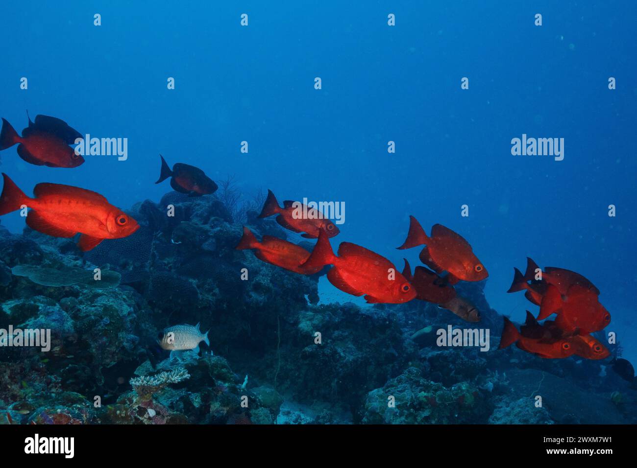 Un gruppo di pesci bigeye dalla coda lunare che nuotano tra le rocce sul fondo dell'oceano Foto Stock