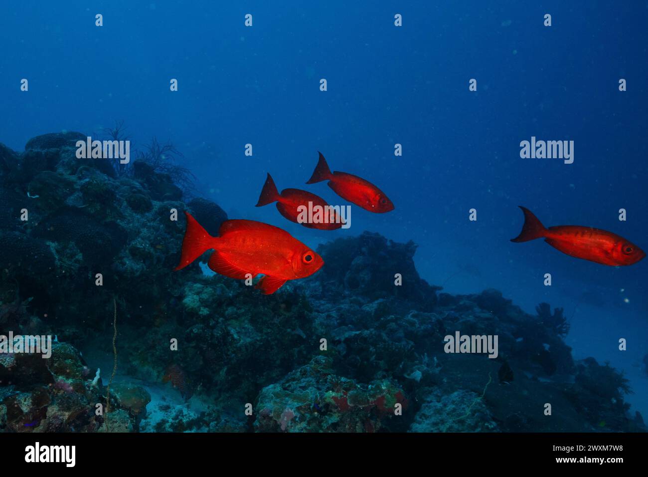 Un gruppo di pesci bigeye dalla coda lunare che nuotano tra le rocce sul fondo dell'oceano Foto Stock