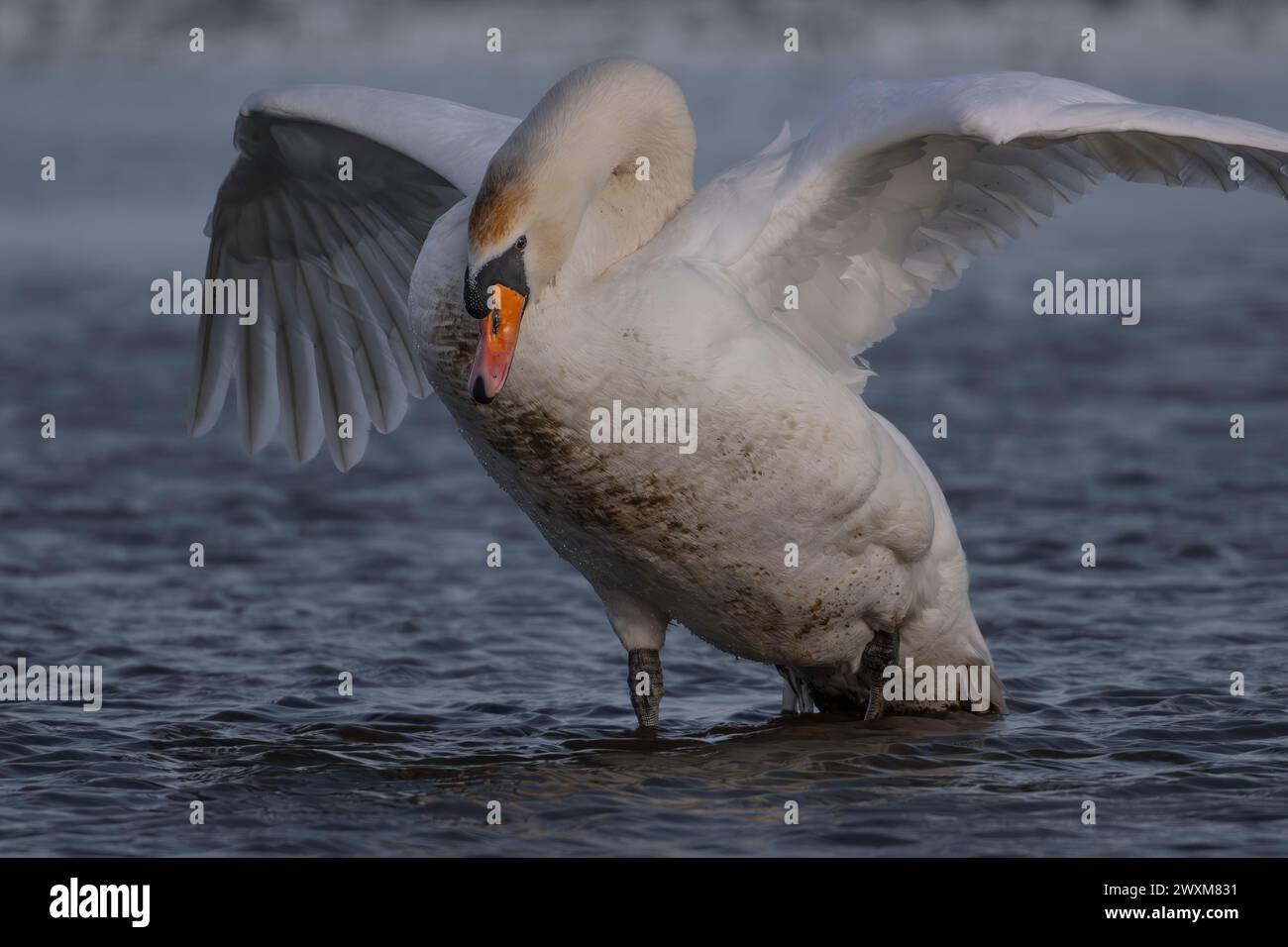 Un Cob Mute Swan Cygnus olor che mostra aggressione nella riserva naturale di Cley, North Norfolk, Regno Unito Foto Stock