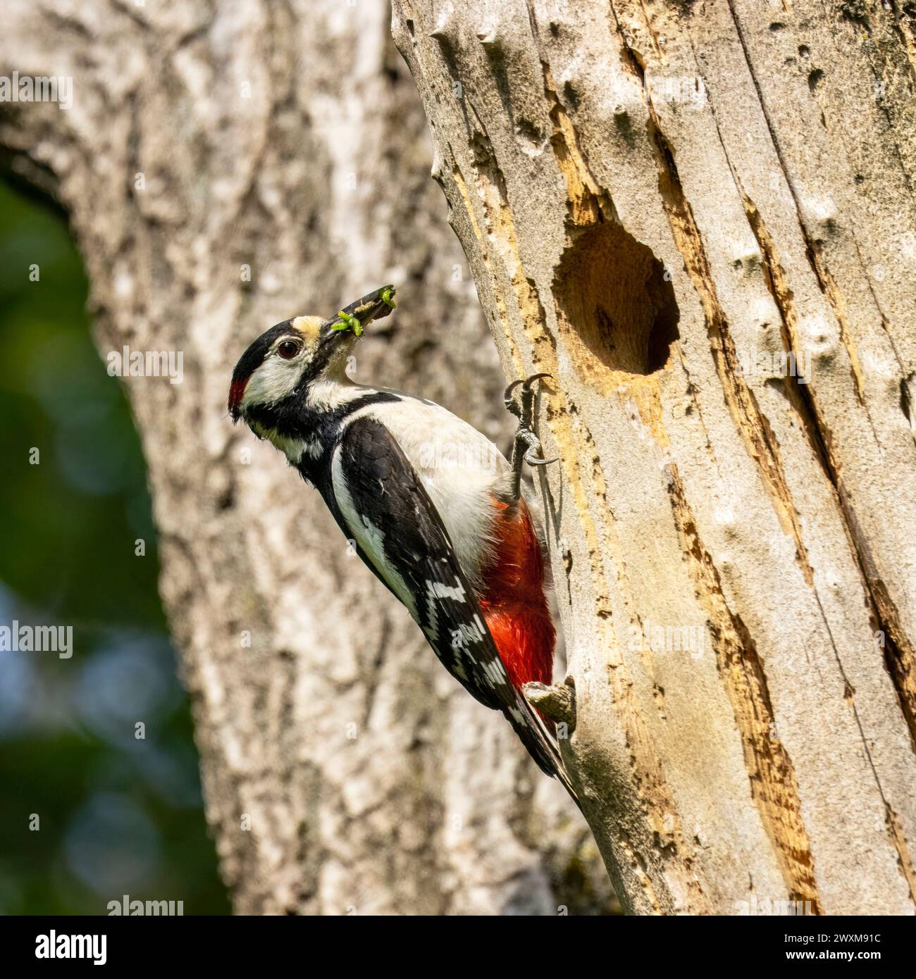 Grande picchio maculato, Dendrocopos Major, che porta cibo al suo nido, nell'Italia nord-orientale Foto Stock