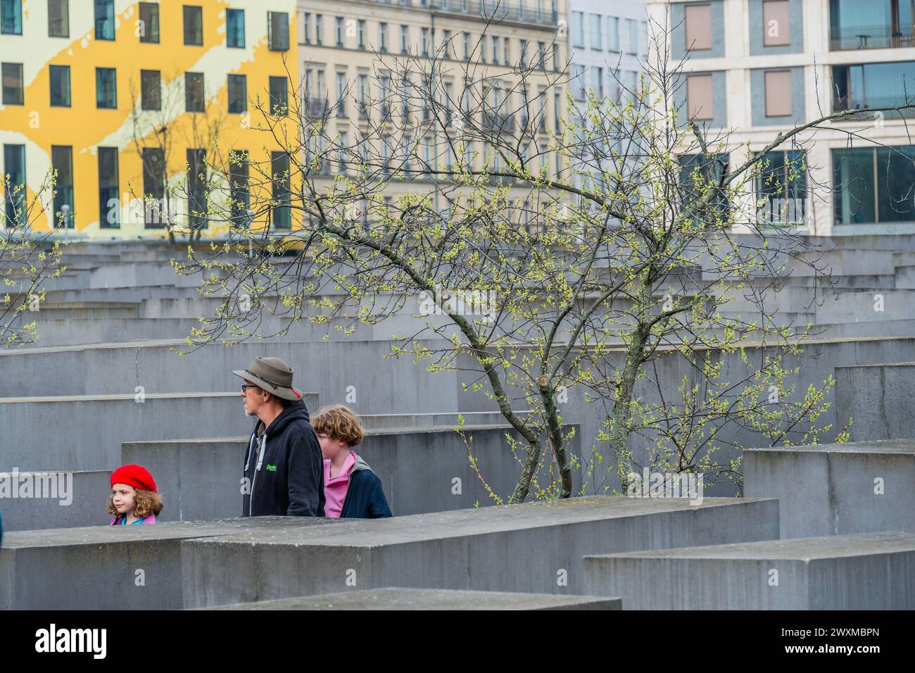 Berlino, Germania. 31 marzo 2024. La primavera e la fioritura sono fuori mentre la gente si gode o contempla il memoriale - il Memoriale agli ebrei assassinati d'Europa nel mezzo di Berlino è il memoriale centrale dell'Olocausto in Germania, un luogo di commemorazione e di commemorazione per i sei milioni di ebrei vittime dell'Olocausto. È stato inaugurato ufficialmente il 10 maggio 2005. Il monumento è costituito dal campo di Stelae (2710 sculture in cemento) progettato da Peter Eisenman. Crediti: Guy Bell/Alamy Live News Foto Stock