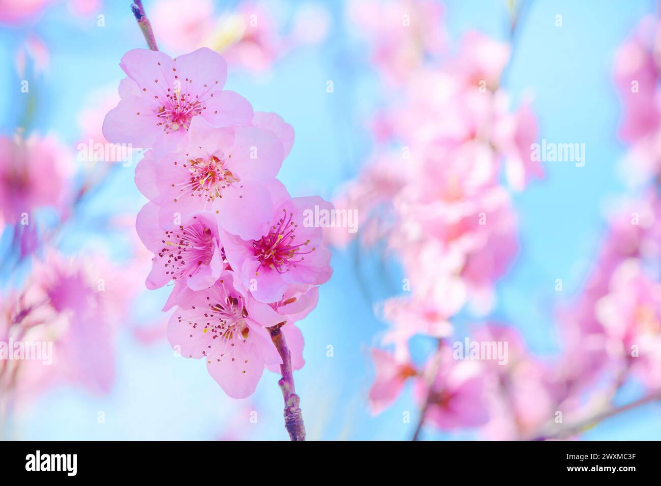 Ramo in fiore di pesca rosa nel frutteto, focalizzazione selettiva Foto Stock