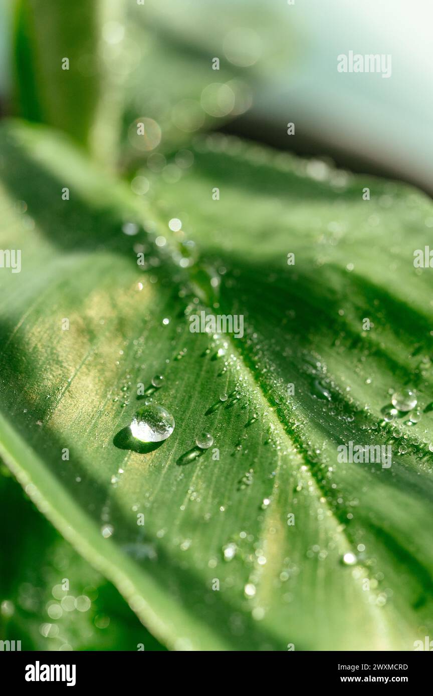 una goccia d'acqua su una foglia di banana. fotografia macro Foto Stock