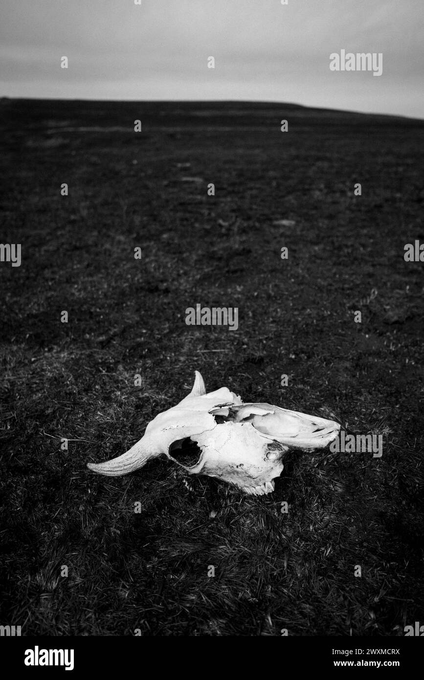 Il cranio di un bisonte giace sulla grande prateria di pianura, Kansas Foto Stock