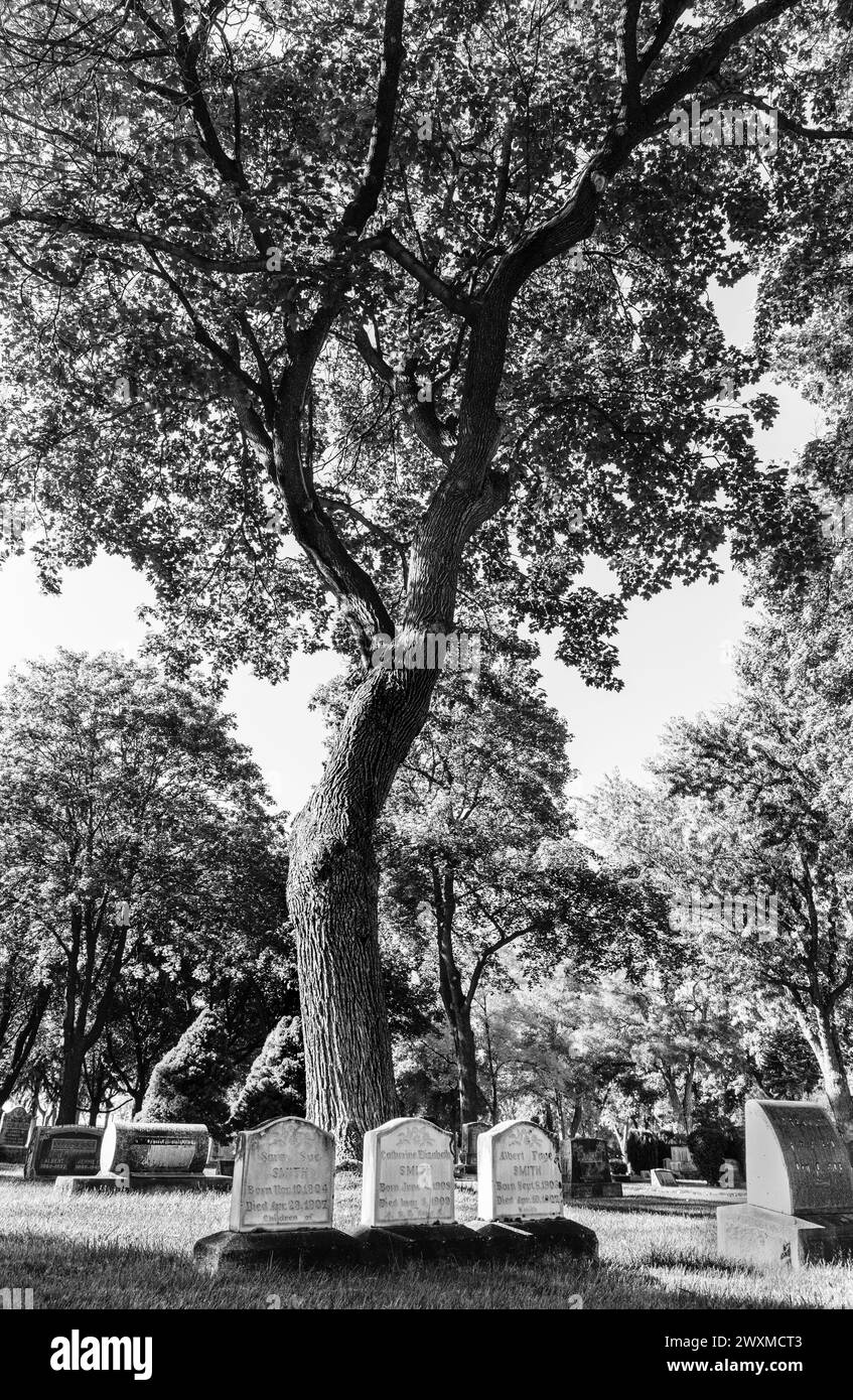 Scena del cimitero con un grande albero e tre piccole lapidi Foto Stock