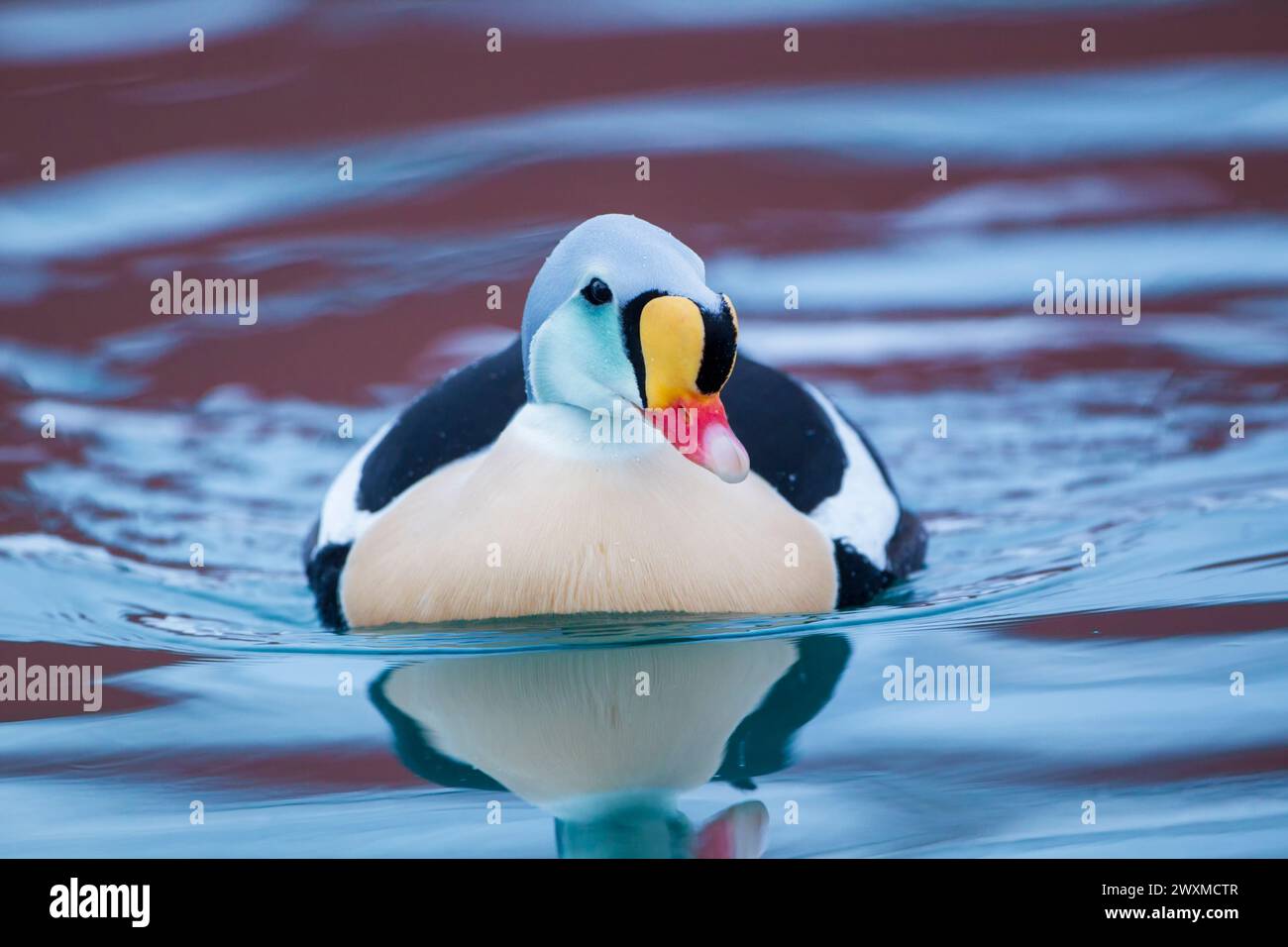 Re Eider (Somateria spectabilis) primo piano del nuoto maschile tra riflessi colorati. Vista frontale. Norvegia d'inverno. Foto Stock