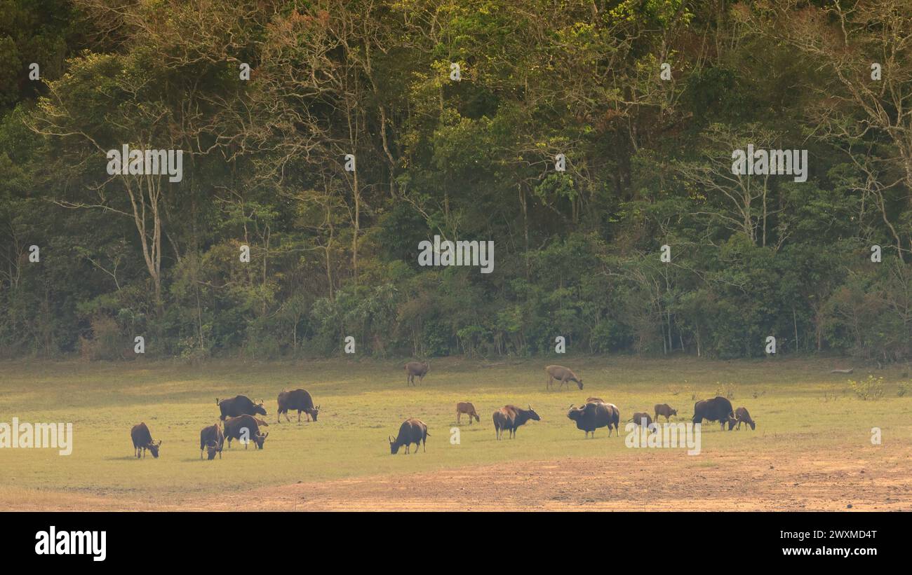 Bellissime foto di paesaggio della riserva delle tigri del Periyar / Turismo di Thekkady / fotografie di paesaggio della foresta del kerala / ghat occidentali / Idukki Foto Stock