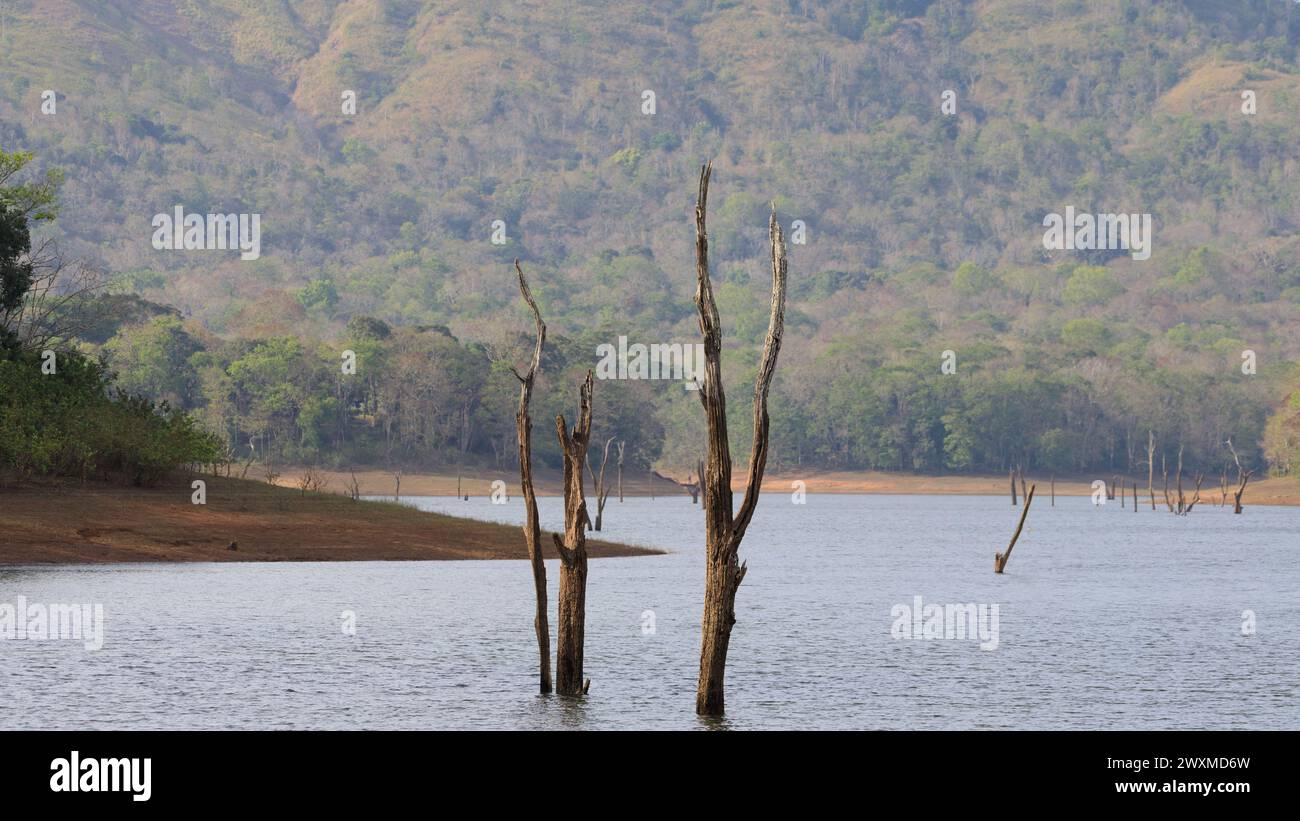 Bellissime foto di paesaggio della riserva delle tigri del Periyar / Turismo di Thekkady / fotografie di paesaggio della foresta del kerala / ghat occidentali / Idukki Foto Stock