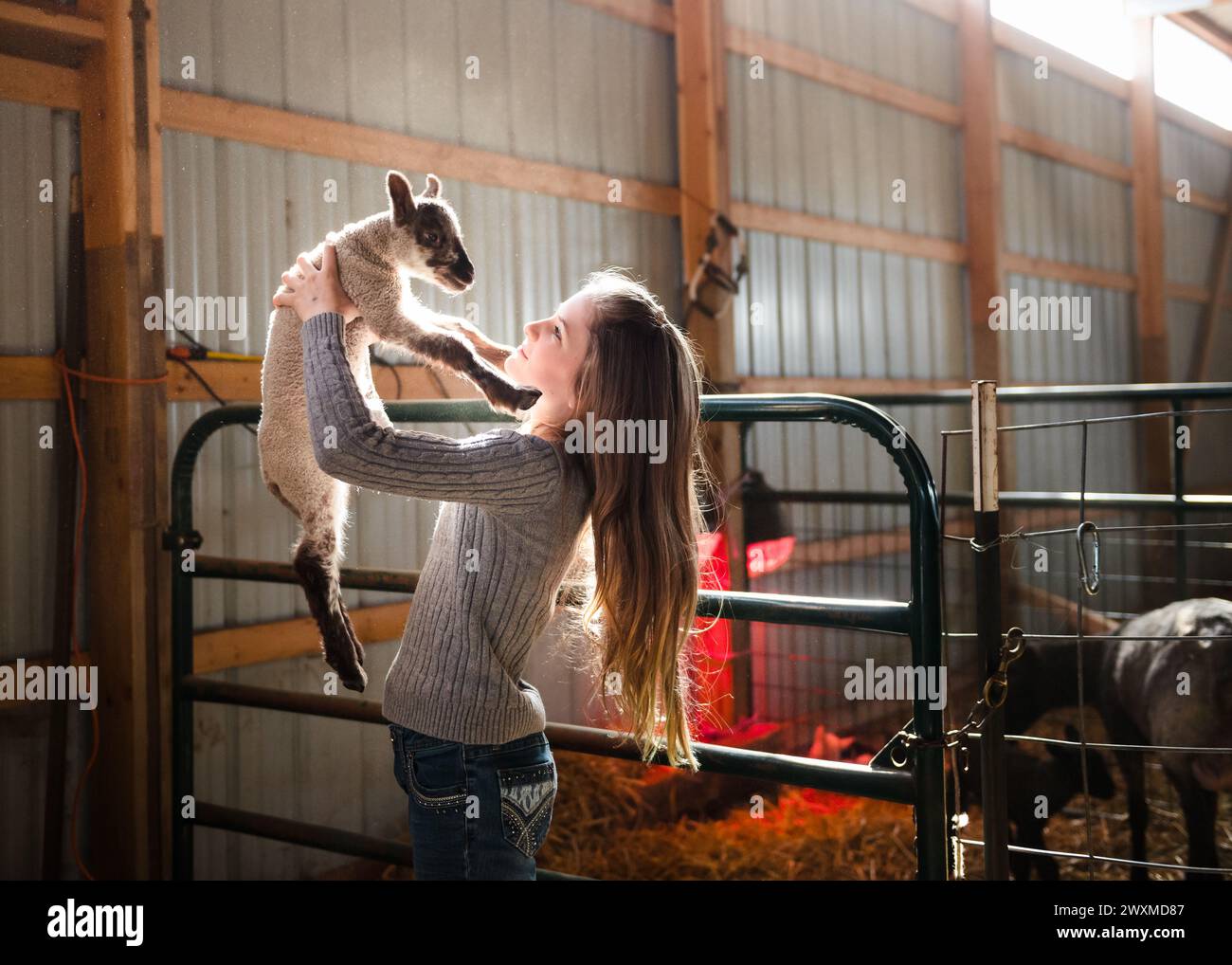 Bella ragazza che tiene un agnello in un fienile, retroilluminato. Foto Stock