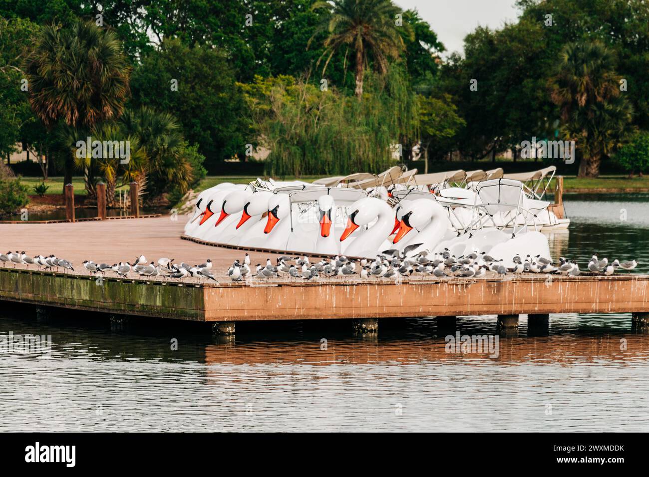 Le barche Swan si sono allineate al molo di City Park, New Orleans Foto Stock