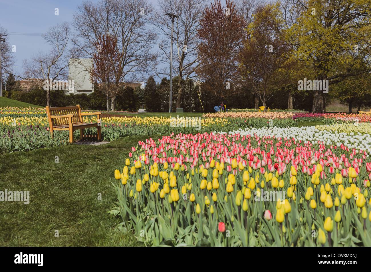 Parco pieno di tulipani che crescono fuori a Holland, Michigan Foto Stock