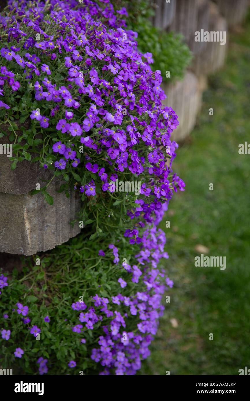 Viola fiori da giardino Foto Stock