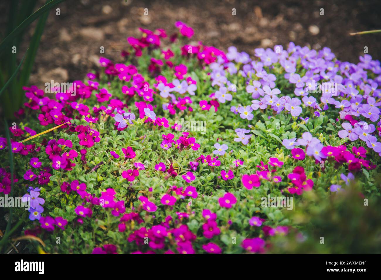 Viola fiori da giardino Foto Stock