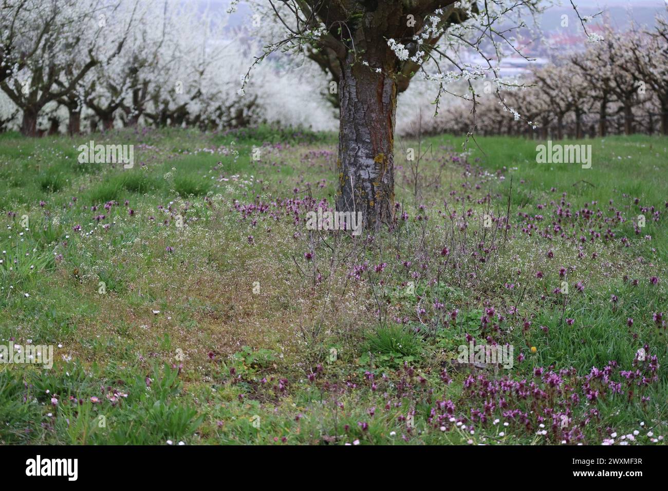 Un rigoglioso prato naturale con ortiche morte viola Foto Stock